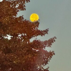 Meet your Posher, Maayaa